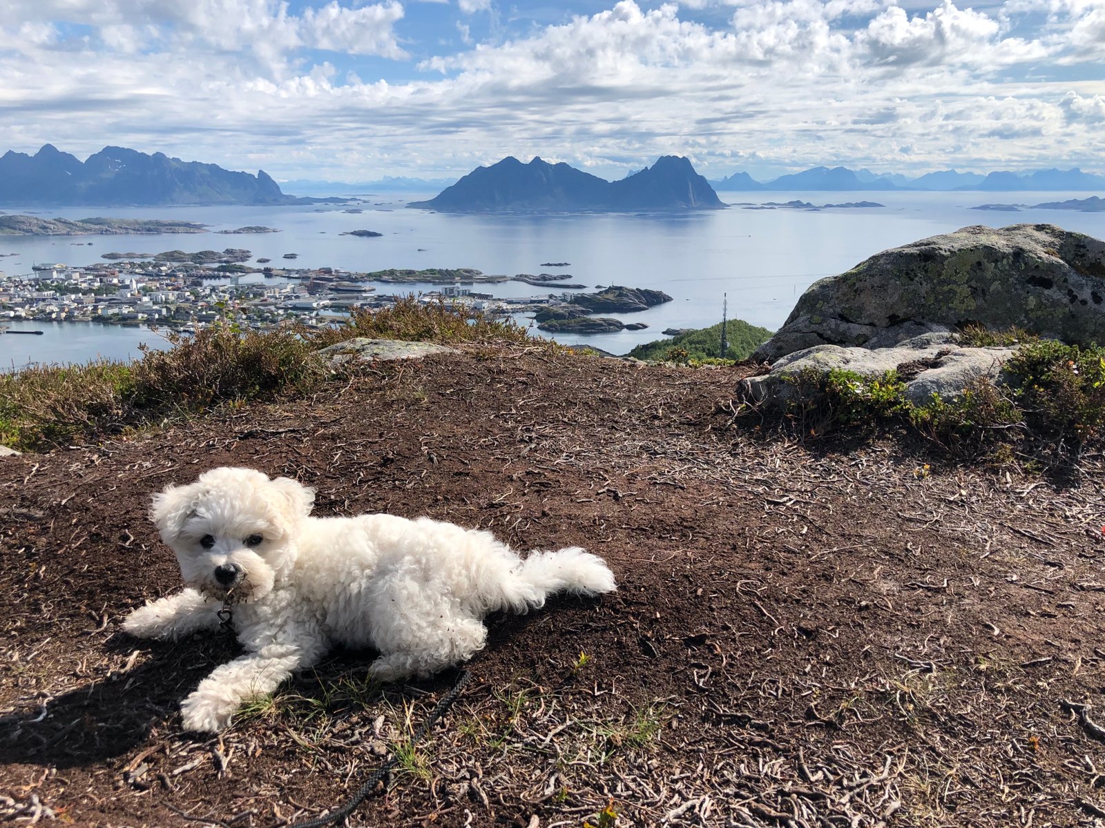 The Norway Insider dog hiking at Fløya outside Svolvær